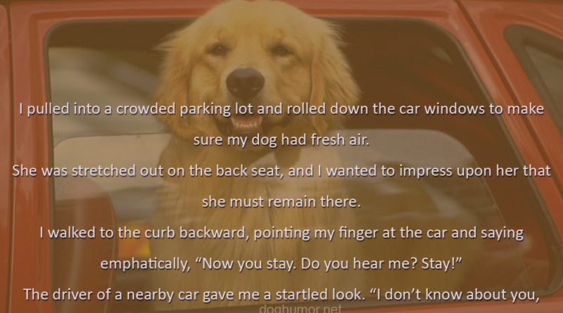 Parking A Dog - Dog humor