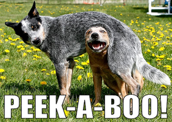 Peek-A-Boo! - Dog humor