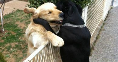 Power Of Love - Dog humor