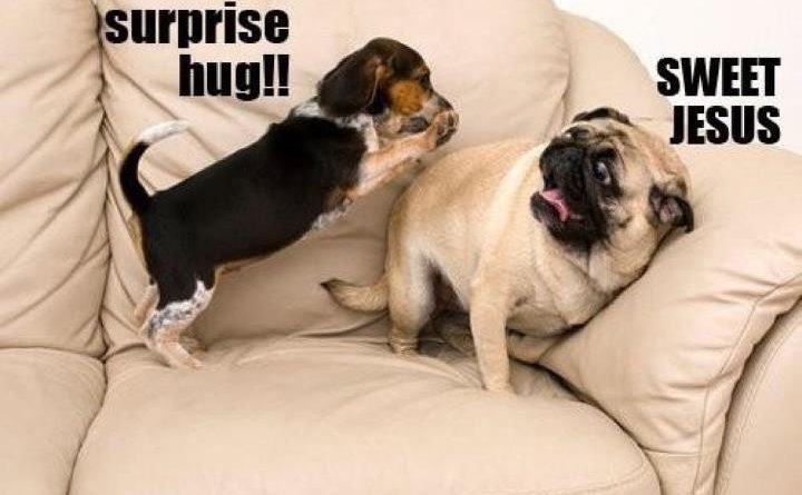 Surprise Hug - Dog humor