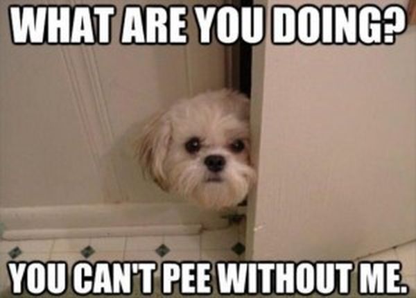 What Are You Doing? - Dog humor