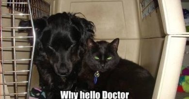 Why Hello Doctor - Dog humor