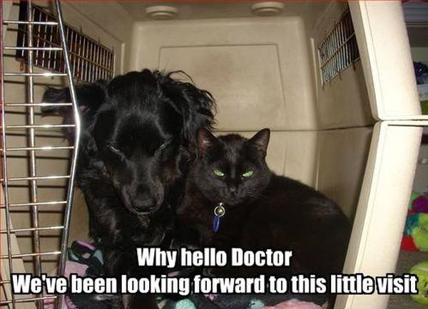 Why Hello Doctor - Dog humor