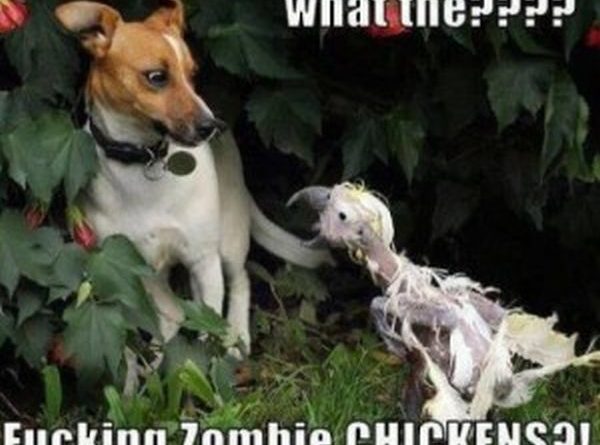 What The???? - Dog humor