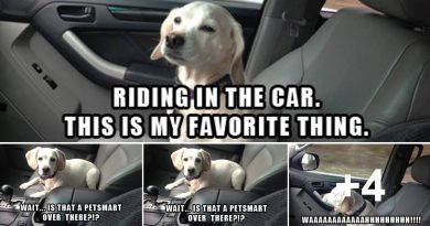 My Favorite Thing - Dog humor
