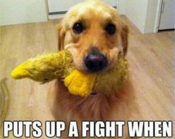 Begs You To Throw Toy - Dog humor