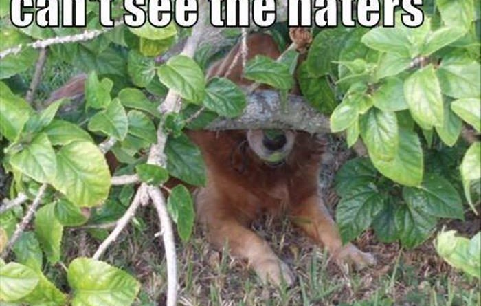 Can't See The Haters - Dog humor
