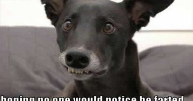Casual Face - Dog humor