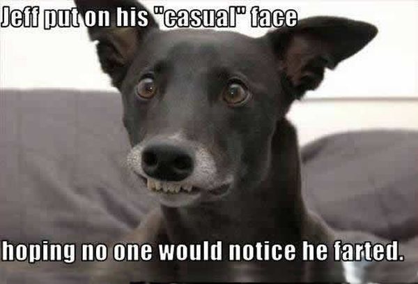 Casual Face - Dog humor