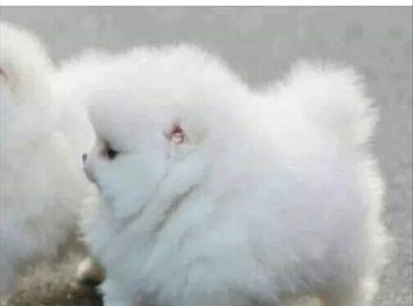 It's A Cloud With Legs - Dog humor