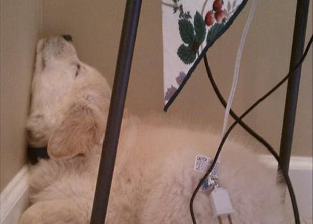 Dogs Can Fall Asleep Anywhere - Dog humor