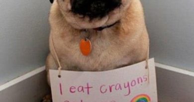 That's What Happens When You Eat Crayons - Dog humor