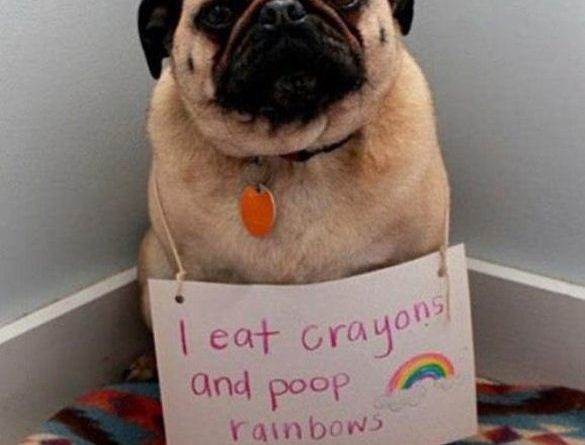 That's What Happens When You Eat Crayons - Dog humor