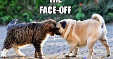 The Face-Off - Dog humor