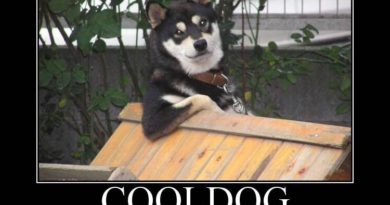 Cool Dog - Dog humor
