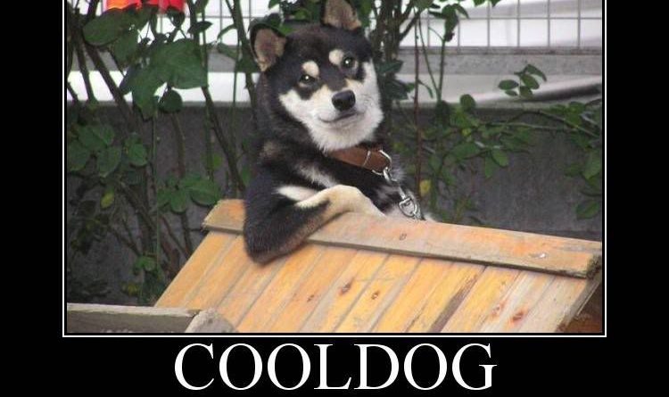 Cool Dog - Dog humor
