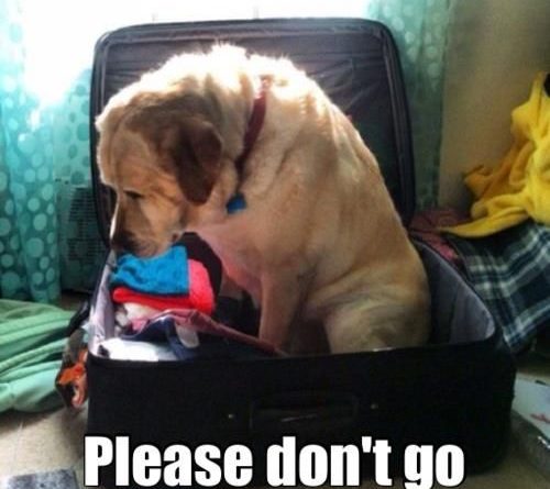 Please Don't Go - Dog humor