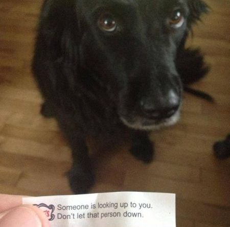 Someone Is Looking Up To You... - Dog humor