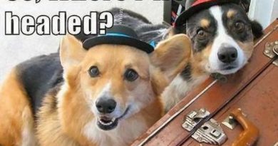 We Are Ready - Dog humor