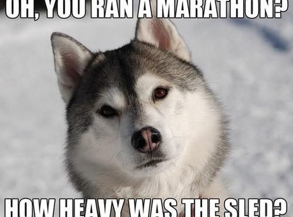 Oh, You Ran A Marathon? - Dog humor