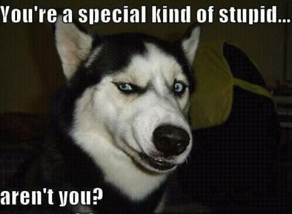 You're Special Kind Of Stupid... - Dog humor