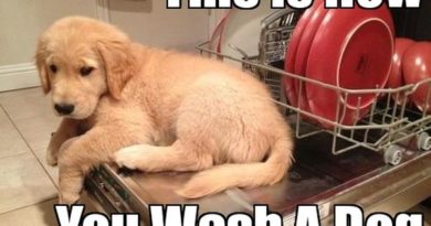 How To Wash A Dog - Dog humor