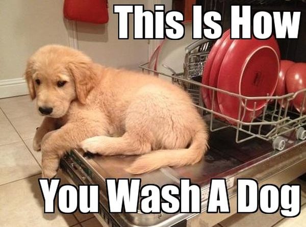 How To Wash A Dog - Dog humor