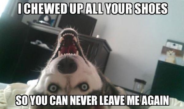 I Chewed Up All Your Shoes - Dog humor