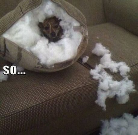 I Wuz Cold... - Dog humor