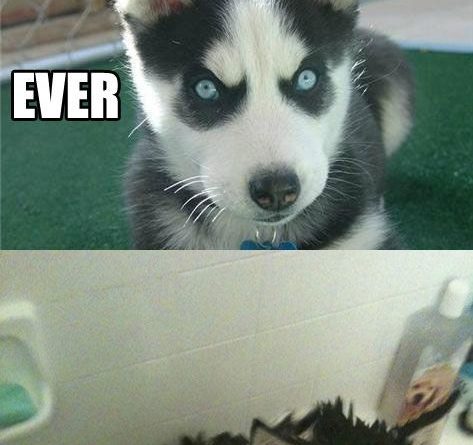 I'm Not Taking a Bath - Dog humor