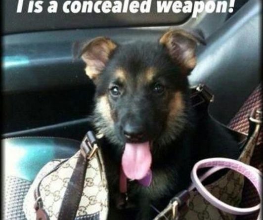 I'm Not A Purse Puppy - Dog humor