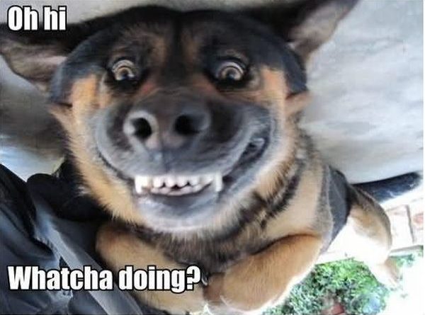 Oh... Hi! - Dog humor