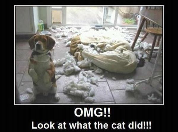Look What Cat Did - Dog humor