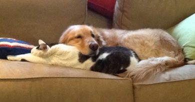 Pillow Kitty - Dog humor