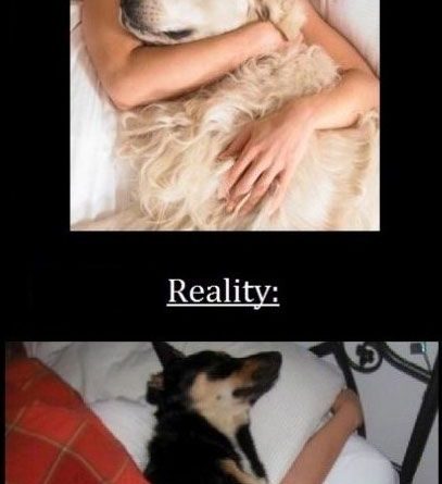 Sleeping With Dog - Dog humor
