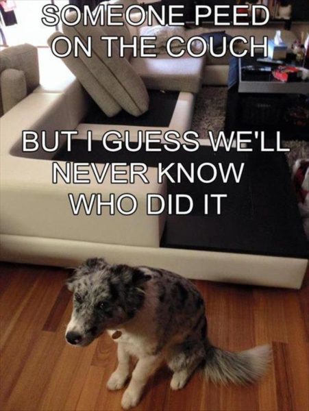 Someone Peed On The Couch - Dog Humor