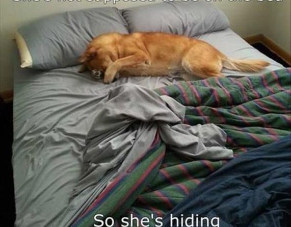 Stealth Level - Dog - Dog humor