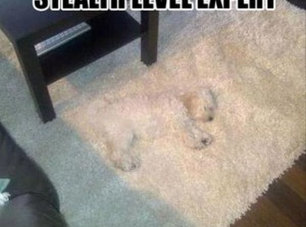 Stealth Level: Expert - Dog humor