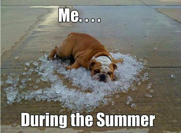 Summer Is Here - Dog humor