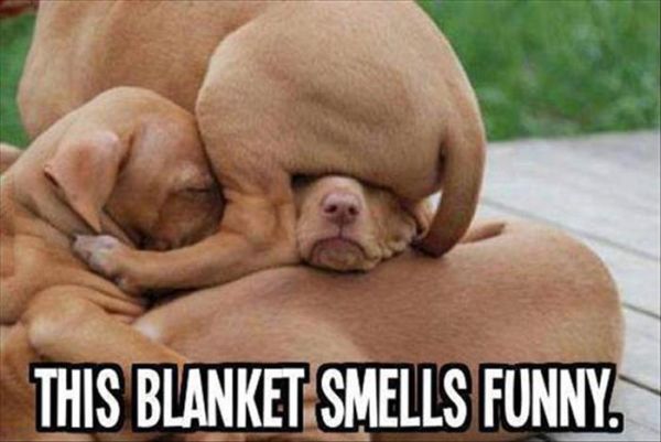 This Blanket Smells Funny - Dog humor