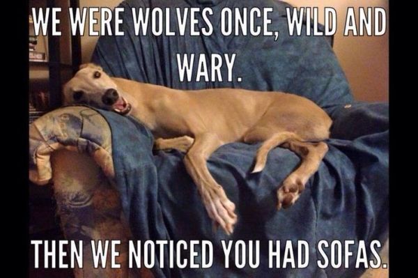 We Were Wolves Once - Dog humor