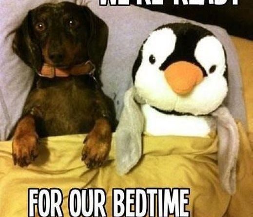 We're Ready For Our Bedtime Story - Dog humor