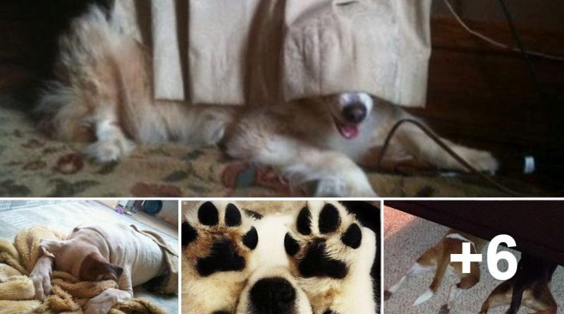 Dog Play Hide And Seek - 10 Pics