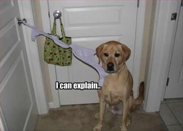 Busted! - Dog humor