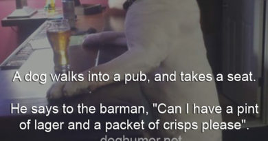 A Dog Walks Into a Pub - Dog humor