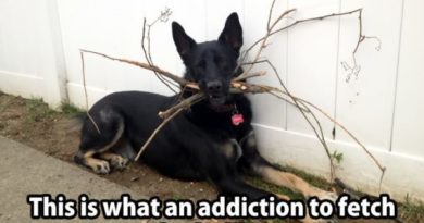 Addiction To Fetch - Dog humor