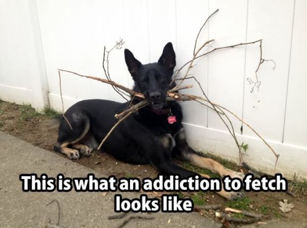 Addiction To Fetch - Dog humor