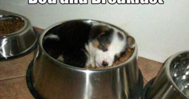 Bed And Breakfast - Dog humor