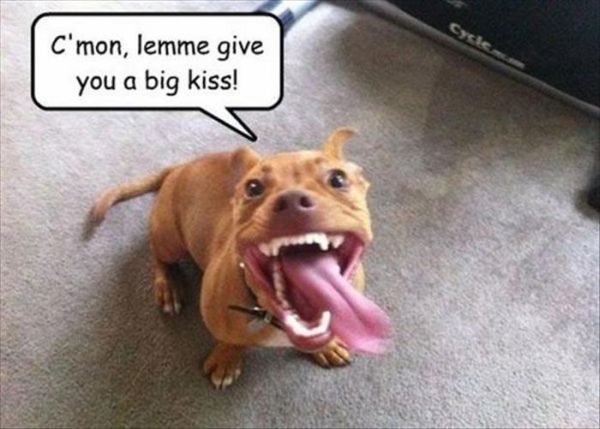 C'mon... - Dog humor