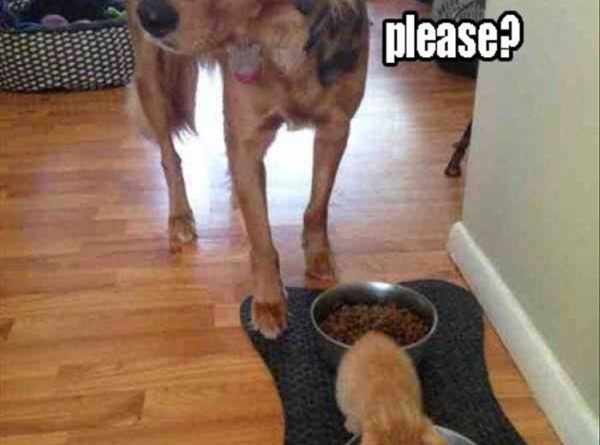 Can I Get My Water Filtered, Please? - Dog humor